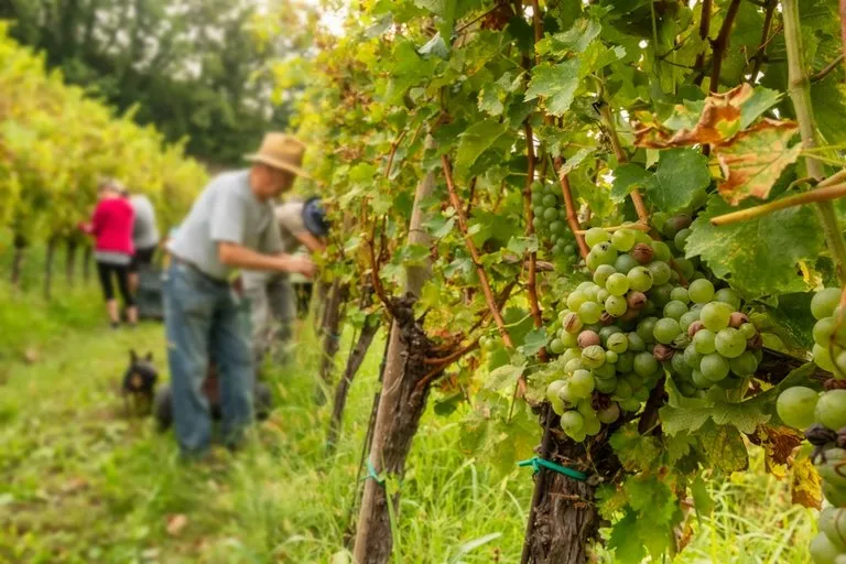 Hegyközség elnöke: óriási tragédia van a magyar borvidékeken