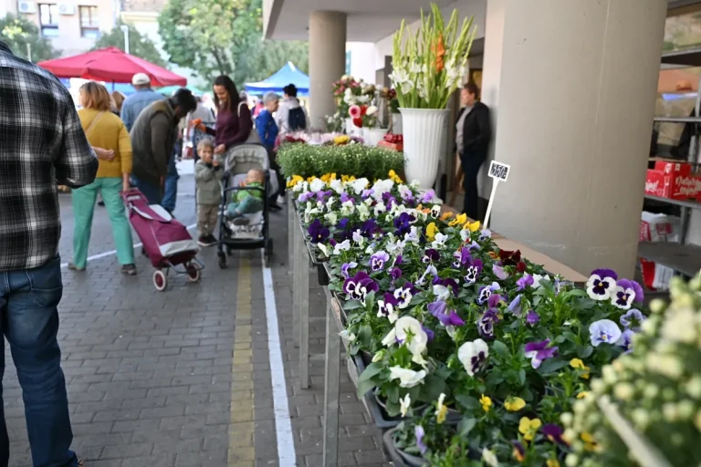 Megtelt a szombati szekszárdi piac, a paprika mellett az őszi virágokat, árvácskákat, krizantémot vásárolták (galéria)